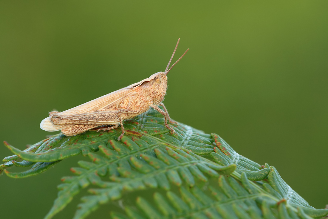 Common Field Grasshopper 4